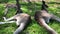 Grey kangaroos resting in the shade.