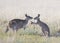 Grey kangaroos with young joey.