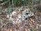 Grey karst stone and leaves in the Guajataca forest in Puerto Rico