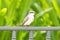 Grey Kingbird (Tyrannus dominicensis)