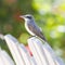 Grey Kingbird (Tyrannus dominicensis)