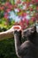 Grey kitten being fed in a spring garden