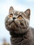 The grey kitten of the British breed looks up curiously and shows an emotion of great surprise and interest. Generated by AI