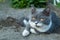 A grey kitten of mixed British breed with a white color