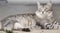 Grey kitten outdoor, siberian female sitting in the garden