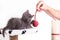 Grey kitten plays rope ball with the owner.