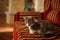 Grey kitten rest on a red sofa. Portrait of a domestic cat