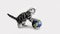 Grey kitten touch paws globe