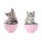 grey kittens in bowl