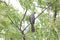 Grey koel