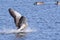A Grey lag goose landing in lake