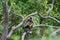 Grey Langoor or Monkey playing on green trees