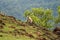 Grey Langoors or Monkeys playing on the edge of a valley