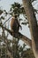 Grey Langur at Bandipur NP