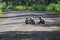 Grey Langur Family in the Forest