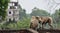 Grey langur or Hanuman langur or Semnopithecus on the roof.