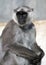 Grey Langur Monkey