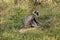 Grey Langur picking flowers