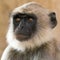 Grey langur portrait