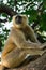 Grey langur sitting on a tree in Rishikesh