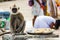 A grey langur steals some rice placed outside a temple while a w