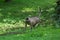 Grey Langur Walking on the Ground in the Forest