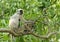 Grey Langurs with baby