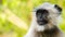 Grey langurs (Monkey)