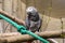 Grey large parrot at the Zoo