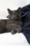 Grey lazy russian blue cat lying on a white and blue bed sleeping