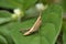 Grey leaf grasshopper on leaf, Satara, Maharashtra