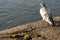 Grey light and dark Pigeon standing  on water breaking wall with moss