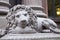 Grey Lion Statue Front Left