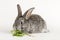 Grey little rabbit bites a carrot on a white background