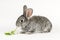 Grey little rabbit bites a carrot on a white background