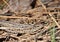 Grey lizard in the dry grass.