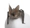 Grey long-eared bat, against white background