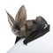 Grey long-eared bat, against white background