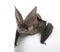 Grey long-eared bat in front of white background