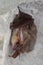 The Grey Long-eared Bat (Plecotus austriacus) hibernating bat on the wall