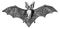 Grey long-eared bat, vintage engraving