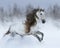 Grey long-mane Andalusian horse galloping during snowstorm