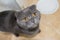 Grey lop-eared Scottish Fold cat is asking for food