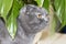 Grey lop-eared Scottish Fold cat sitting under Spathiphyllum flower leaves