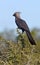 Grey Lourie or Go-Away Bird - Botswana