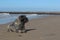 The grey lying dog on the sandy beach of the sea shore 1