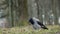 Grey magpie crow croak on the ground in park, cloudy day