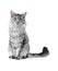 Grey maine coon cat