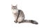 Grey Maine Coon cat sits on a white background