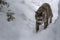 Grey Maine coon cat walks along the snow path between the snowdrifts.